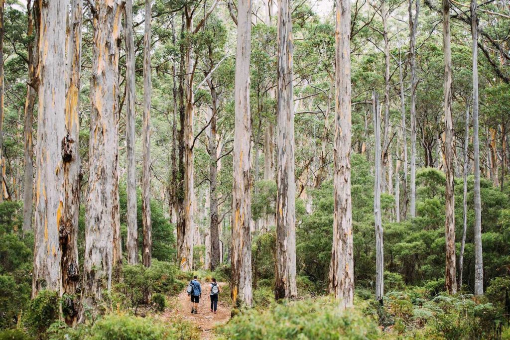 Forests - Things To Do In Margaret River